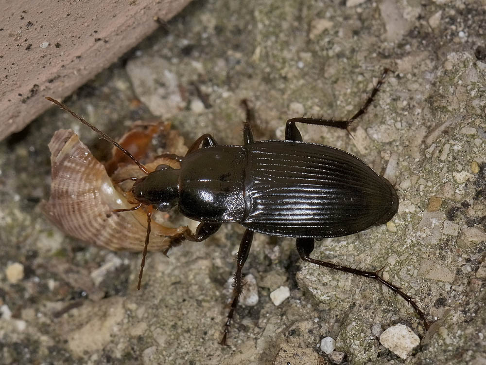 Calathus fuscipes graecus (cf.)